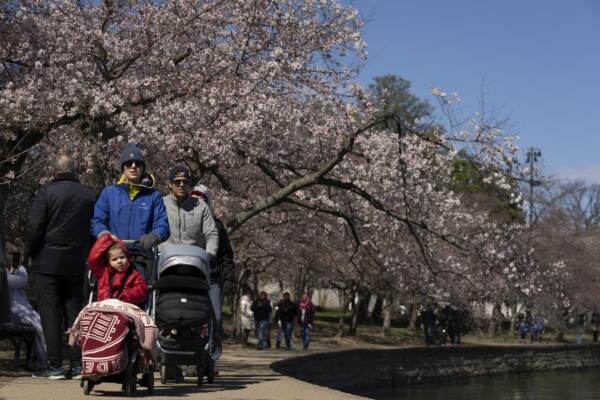 Primavera, Ciliegi in fiore a Washington
