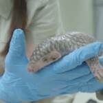 Cucciola di pangolino nata allo zoo di Praga