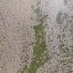 Australia, la rimozione di milioni di pesci in decomposizione