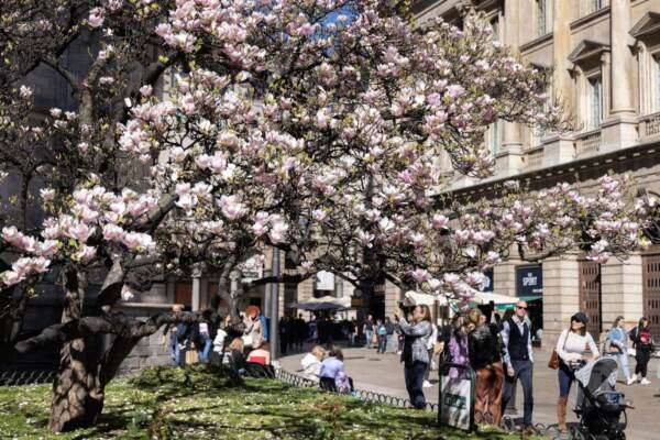 Milano - le prime fioriture in città