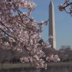 Usa, i ciliegi in fiore a Washington danno il via alla primavera
