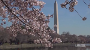 Usa, i ciliegi in fiore a Washington danno il via alla primavera