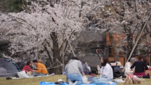 Primavera in Giappone, lo spettacolo dei fiori di ciliegio