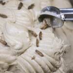 Farina insetti, ecco cosa dicono i decreti