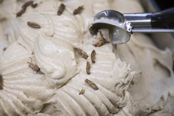 Gelato guarnito con insetti in vendita in Germania