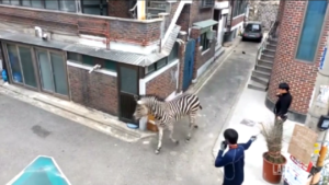 Sud Corea, zebra scappa dallo zoo di Seul
