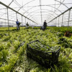 Migranti, 240mila domande nel click day: il triplo degli ingressi previsti