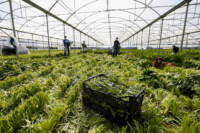 Agricoltura, raccolta stagionale a rischio per emergenza coronavirus