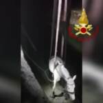 Torino, cavallo cade nel canale: le immagini del salvataggio