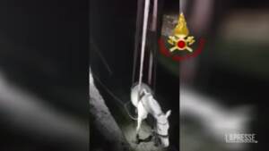 Torino, cavallo cade nel canale: le immagini del salvataggio