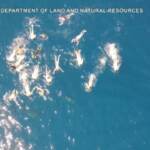 Hawaii, violano il divieto e nuotano con i delfini: denunciati in 33