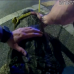 Florida, alligatore selvatico in strada: la polizia lo cattura