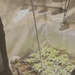 Trento, coltivava marijuana in casa: arrestato 34enne