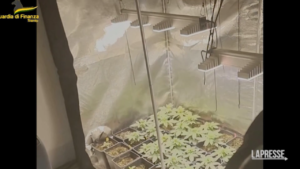 Trento, coltivava marijuana in casa: arrestato 34enne