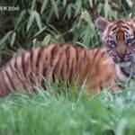 Gb, allo zoo di Chester prima apparazione in pubblico di due rari tigrotti di Sumatra