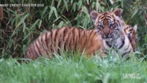 Gb, allo zoo di Chester prima apparazione in pubblico di due rari tigrotti di Sumatra