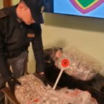 Droga negli pneumatici al traforo del Frejus: arrestato