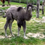 Zoo di Falconara festeggia la nascita di una cammellina
