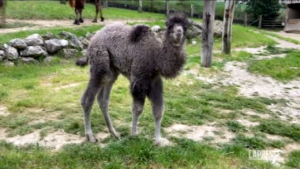 Zoo di Falconara festeggia la nascita di una cammellina