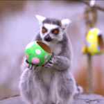 Gran Bretagna, gli animali dello zoo si godono le prelibatezze pasquali