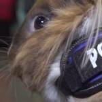 California, il coniglietto mascotte della stazione di polizia