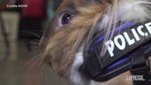 California, il coniglietto mascotte della stazione di polizia