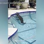 Usa, sorpreso alligatore mentre fa il bagno in piscina in Florida