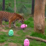 Pasqua, tigri e scimmie allo zoo di Londra giocano con le uova