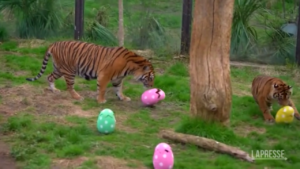 Pasqua, tigri e scimmie allo zoo di Londra giocano con le uova