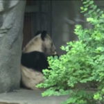 Panda Ya Ya torna in Cina, festa d’addio allo zoo di Memphis