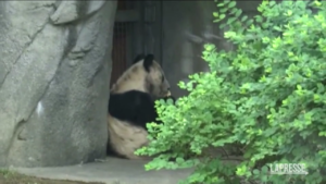 Panda Ya Ya torna in Cina, festa d’addio allo zoo di Memphis