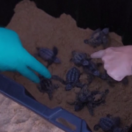 Australia, 93 tartarughe in via di estinzione liberate sulla spiaggia