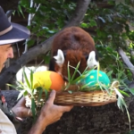 Cile, donate uova di Pasqua agli animali dello zoo