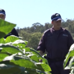 Australia, sequestrate 16 tonnellate di tabacco illegale