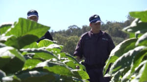 Australia, sequestrate 16 tonnellate di tabacco illegale