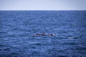 Ocean Viking soccorre migranti nel mar mediterraneo