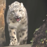 Nuova Zelanda, due leopardi delle nevi allo zoo di Wellington