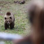 Trentino, Consiglio di Stato rinvia la decisione sull’orsa Jj4 al 13 luglio