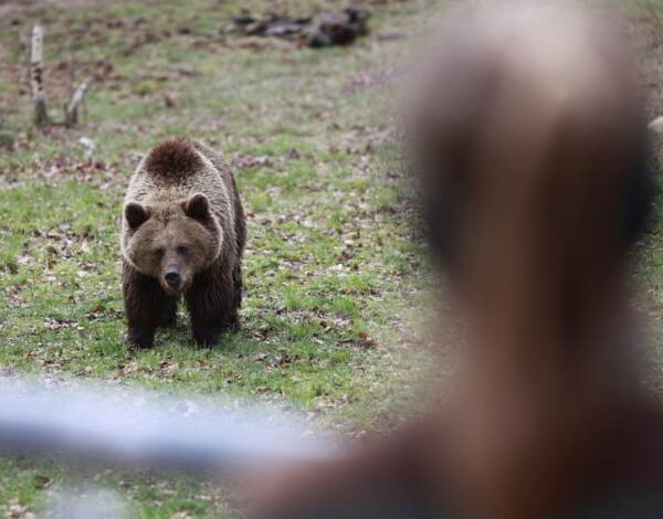 Trentino, Pichetto: “Confido di non dover abbattere orsa JJ4”