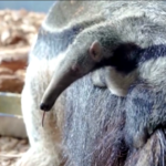 Regno Unito, cucciolo di formichiere allo zoo di Chester