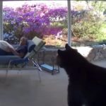 Usa, si trova un orso in giardino: ma è l’animale a scappare
