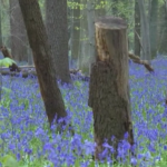 Belgio, la foresta incantata di Hallerbos si tinge di blu