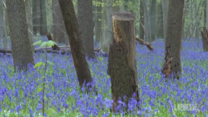 Belgio, la foresta incantata di Hallerbos si tinge di blu