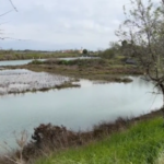 Venezia, nasce la foresta che moltiplica i pesci