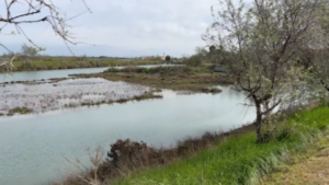 Venezia, nasce la foresta che moltiplica i pesci