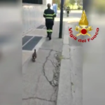 Torino, anatroccoli rinchiusi in palazzo: intervengono vigili fuoco