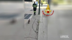 Torino, anatroccoli rinchiusi in palazzo: intervengono vigili fuoco