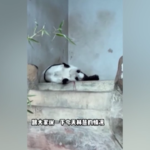 Thailandia, muore Panda allo zoo: l’ultimo video prima del decesso