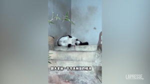 Thailandia, muore Panda allo zoo: l’ultimo video prima del decesso