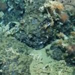 Galapagos, scoperta barriera corallina incontaminata: le immagini della spedizione